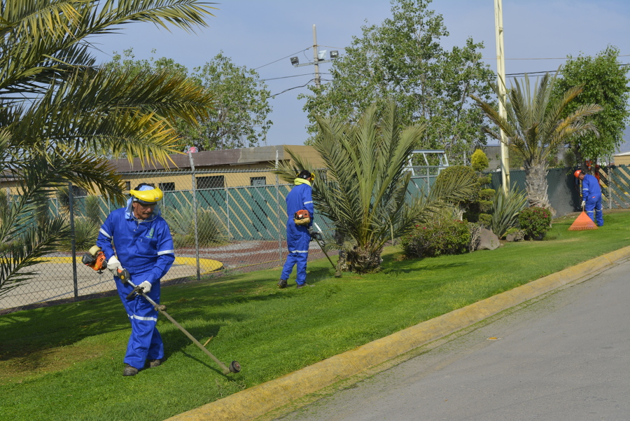 Enjardinado y desbrozado en general
