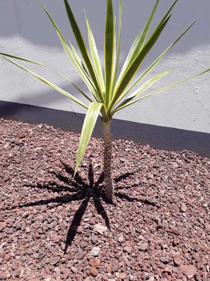 Habilitar un Jardín seco.