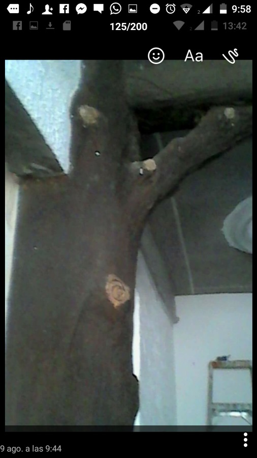 Imitación corteza de arbol
