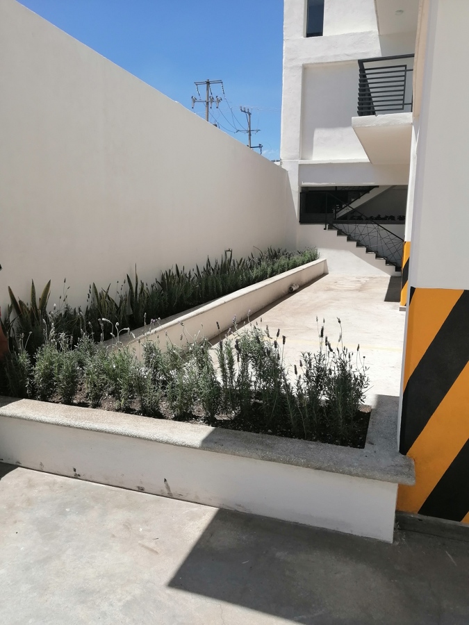 Jardineras con lavandas