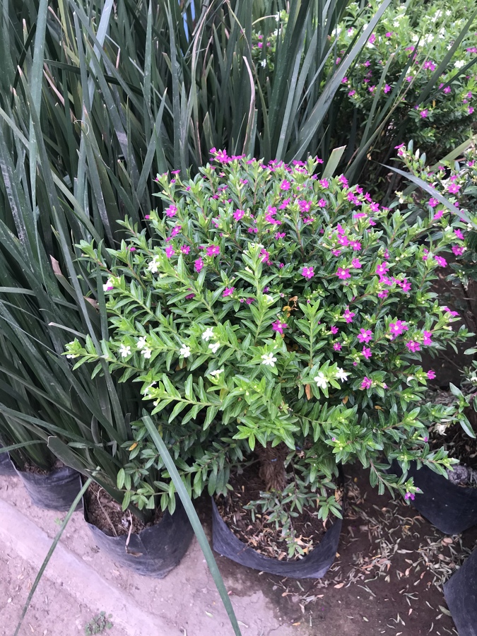 Jardinería del proyecto