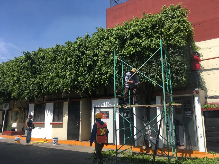 Mantenimiento a árboles.