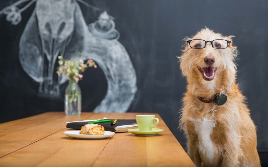 perro-coll-1024x641