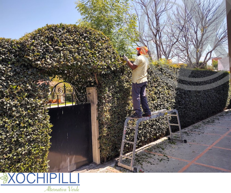 Poda de setos/arbustos