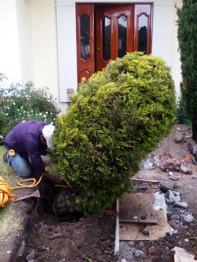 REUBICACIÓN DE ARBOLES