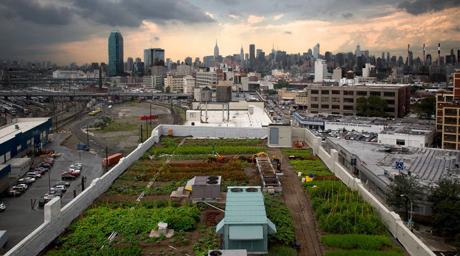 rooftop-farm