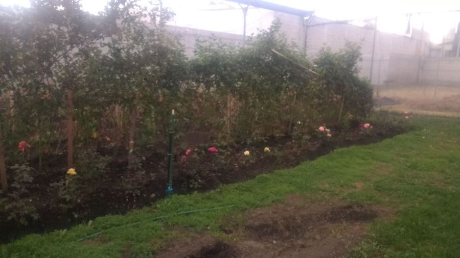 ROSAS Y ZARZAMORAS