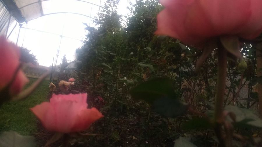 ROSAS Y ZARZAMORAS