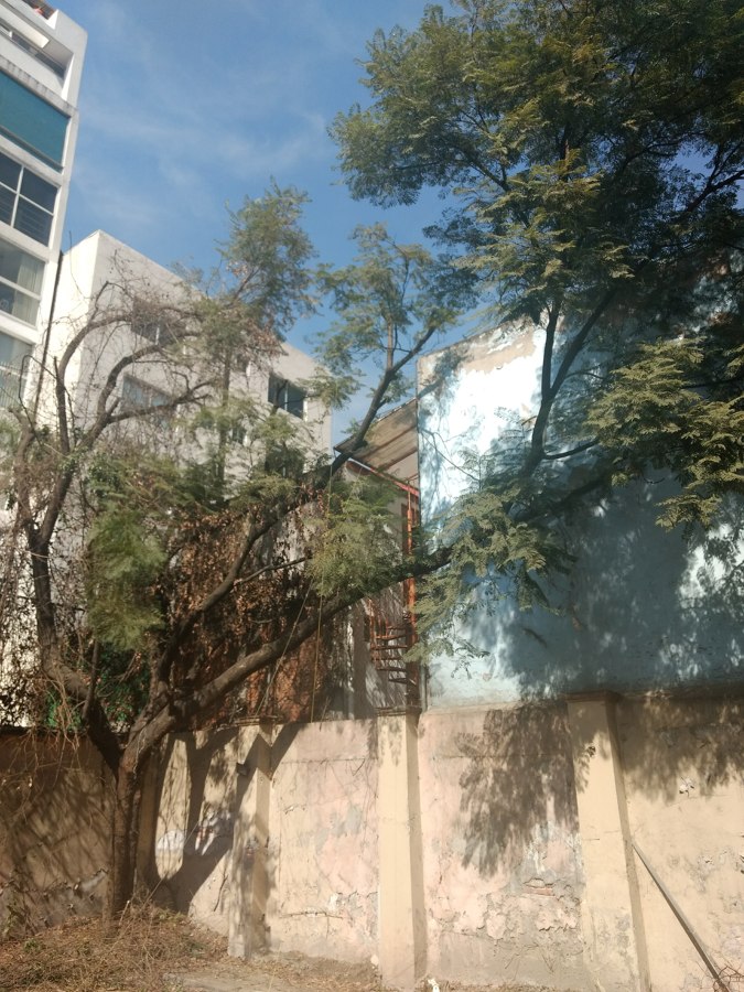Segundo árbol para derribar. Jacaranda.