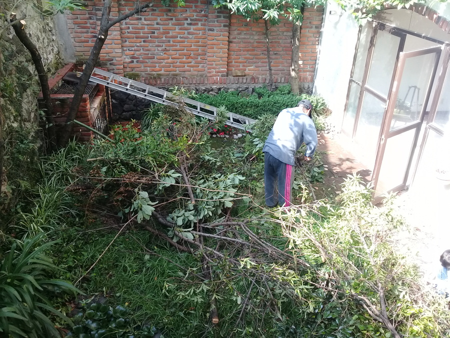 Troceado de poda de árbol