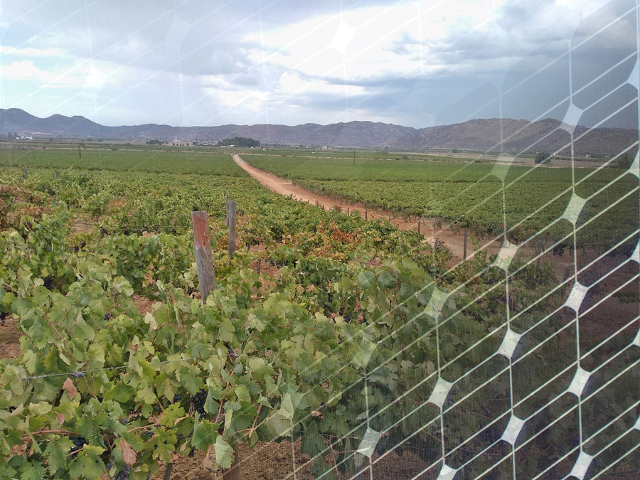 Valle de guadalupe
