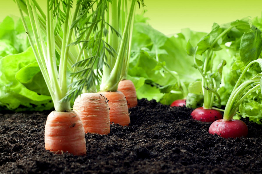 zanahorias-y-rabanos-1024x683