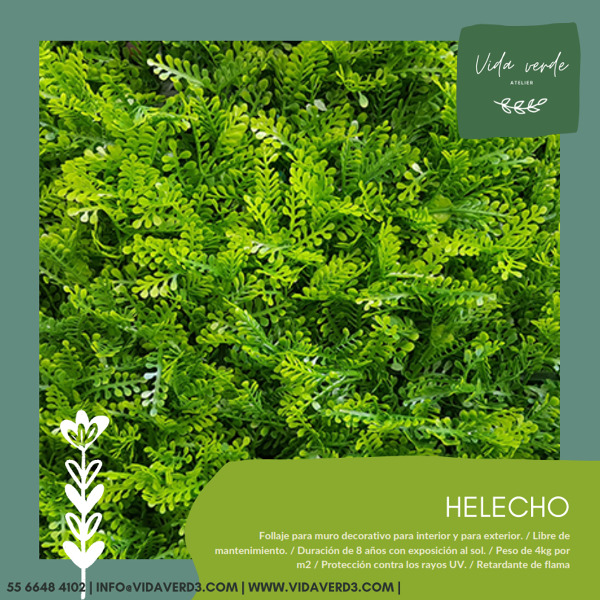 Helecho