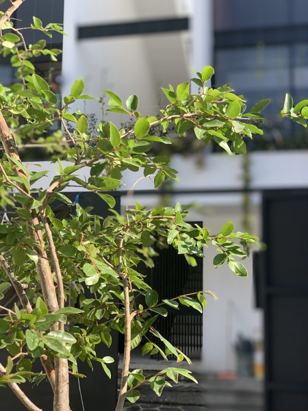 Jardinería del Departamento