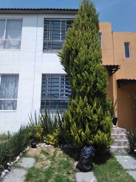 Pino que requiere poda