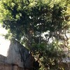 Árbol de riesgo a derribar.