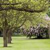 Podar 2 arboles