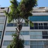 Bajando ramas cortadas.