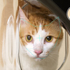 cat-1024x655