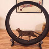 cat-wheel-treadmill-one-fast-cat-4