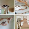 cat1