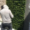 Colocación de muro verde
