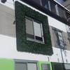 Colocación de muro verde en ventana