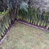 Colocación de pasto, fornios y piedras decorativas