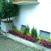 Colocación de plantas decorativas