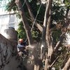 Cortando rama de 120 Kg.