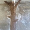Corteza de árbol
