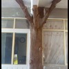 Corteza de arbol