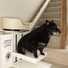 DogOnStairLift4
