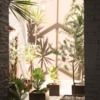 DOMO