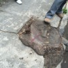 EXTRACCION DE TOCONOS