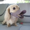 Face-de-Canard-pour-Chien-05