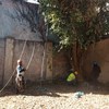 Inicio de la trepa del árbol, mediante equipo certificado y aprobado por la SEDEMA.