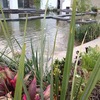Jardinería terrestre