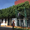 Mantenimiento a árboles.