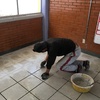 Mantenimiento y cambio de porcelanato en pisos