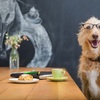 perro-coll-1024x641