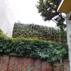 Poda de enredadera