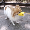 quack_park_cut1_0192-1024x682