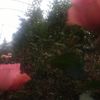 ROSAS Y ZARZAMORAS