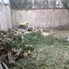 Seccionando los troncos.