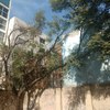 Segundo árbol para derribar. Jacaranda.