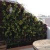 Terraza con vida