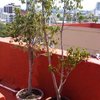 TRATAMIENTO APLICADO EN PRETILES