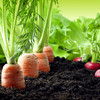 zanahorias-y-rabanos-1024x683