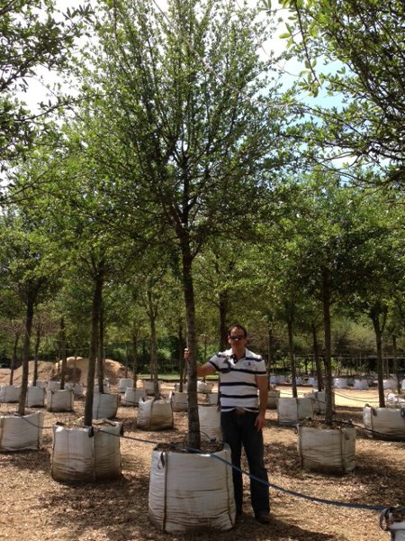 Árbol encino